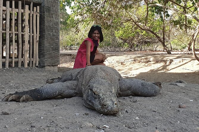 1- day Komodo island Tour hopping around by Speed Boat - Komodo Island and the dragon trek