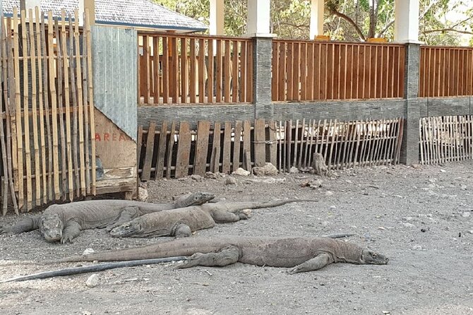 1- day Komodo island Tour hopping around by Speed Boat - Pink Beach for color and a short swim