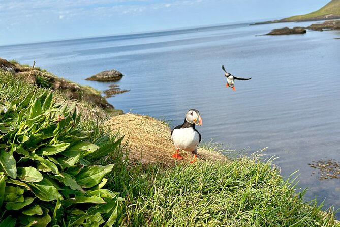 1 Hour Iceland Nature and Wildlife RIB Small Group Guided Safari - Puffins and the nesting cliffs