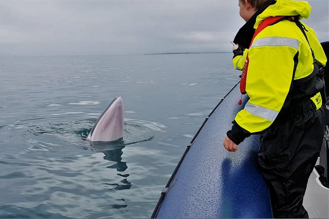 2-Hour RIB Boat Whale Watching Tour from Reykjavik - Check-in at Reykjavik’s Old Harbour