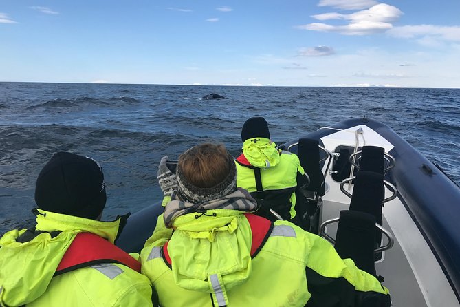 2-Hour RIB Boat Whale Watching Tour from Reykjavik - Searching for whales in the feeding grounds