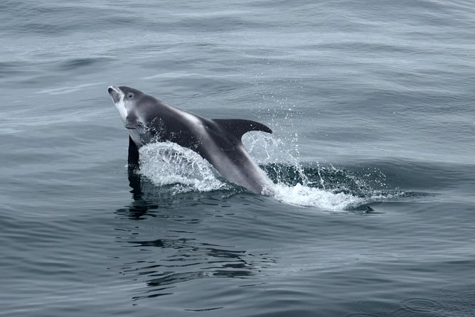 2-Hour RIB Boat Whale Watching Tour from Reykjavik - Returning along the Reykjavik coastline