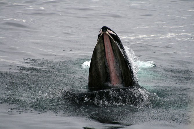 2-Hour RIB Boat Whale Watching Tour from Reykjavik - What to wear and what to bring