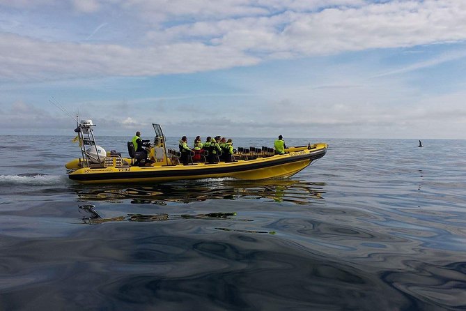 2 hour Round Trip in Vestmannaeyjar on a RIB Boat - What the two-hour duration really gives you