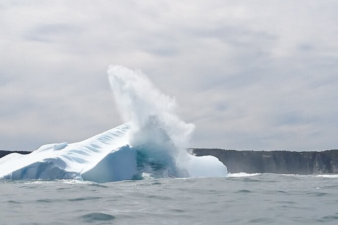 3 Hour Ocean Safari by Zodiac Boat -Whales & Icebergs seasonally - Key points before you book