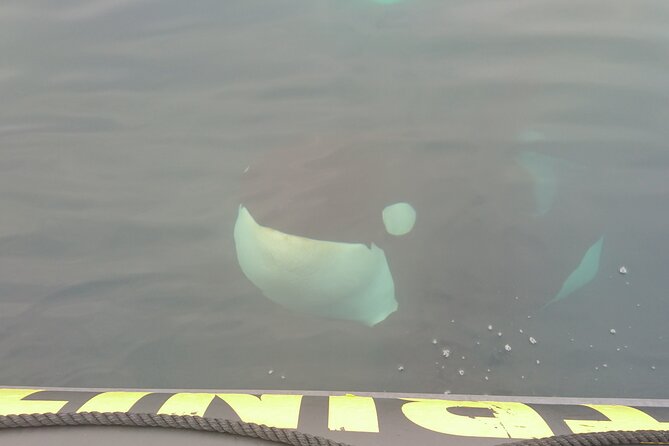 3 Hour Ocean Safari by Zodiac Boat -Whales & Icebergs seasonally - What the Zodiac ride feels like
