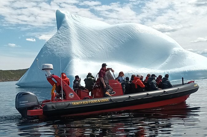 3 Hour Ocean Safari by Zodiac Boat -Whales & Icebergs seasonally - The seasonal case for icebergs