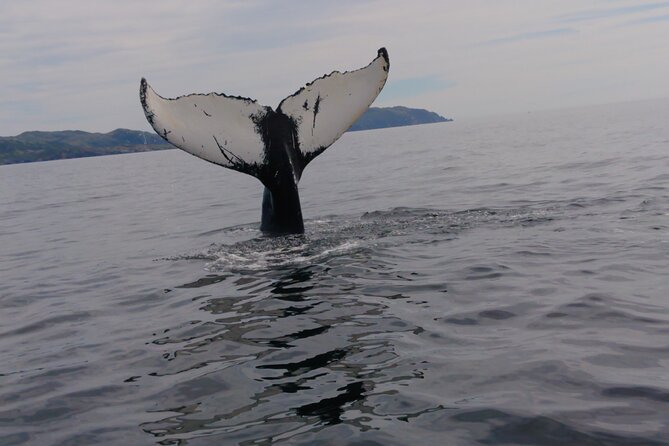 3 Hour Ocean Safari by Zodiac Boat -Whales & Icebergs seasonally - Two hours searching Trinity Bay for whales
