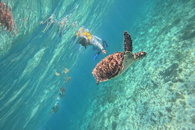 3 in 1 Jungle Speedboat and Snorkeling in Cancun - Nichupté Lagoon and its mangrove channels