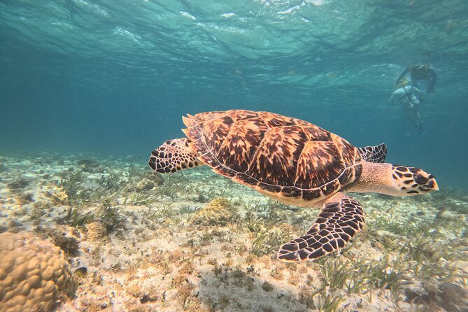 3 in 1 Jungle Speedboat and Snorkeling in Cancun - Driving the speedboat across Cancun Bay