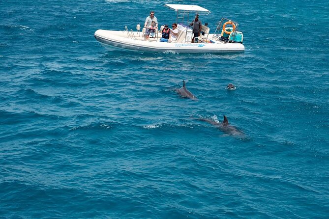 4-Hour Private Speedboat to See Dolphins from Hurghada - Key points before you book