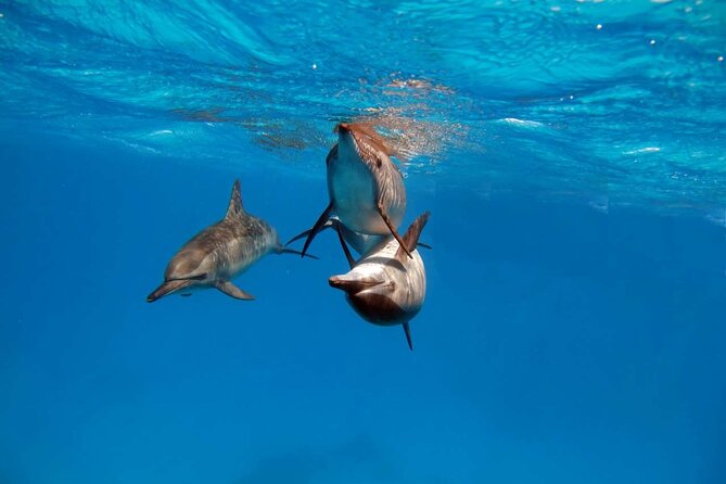 4-Hour Private Speedboat to See Dolphins from Hurghada - Dolphin House and the chance to see wild dolphins