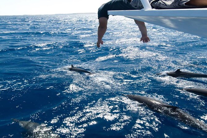 4-Hour Private Speedboat to See Dolphins from Hurghada - What the $17.42 price really offers