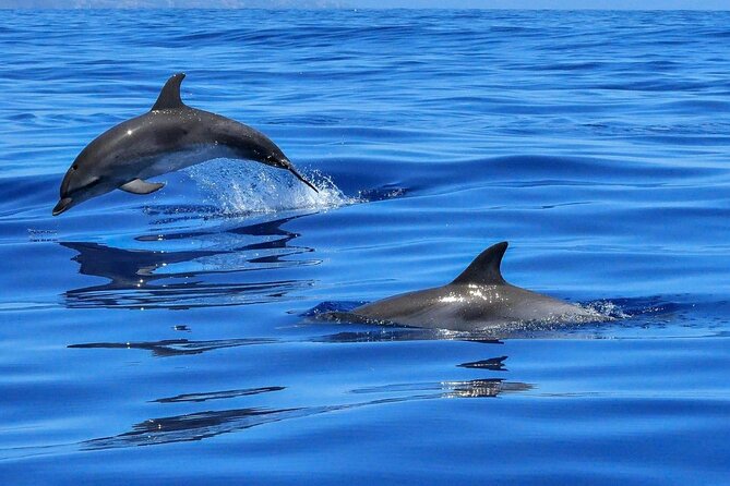 4-Hour Private Speedboat to See Dolphins from Hurghada - The speedboat ride to Dolphin House