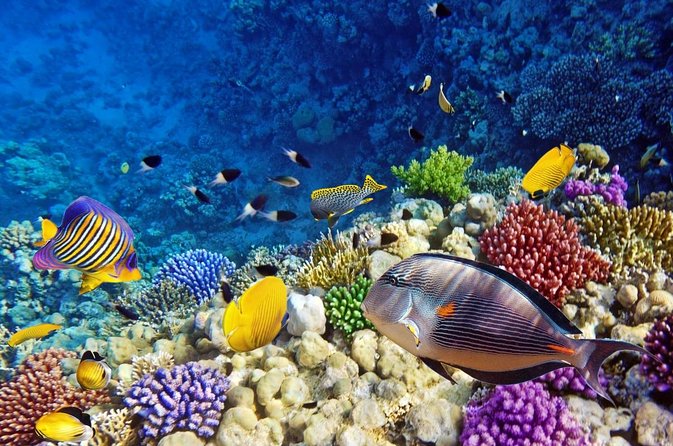4 hours private speedboat & snorkeling in the red sea - A fast ride toward Dolphin House