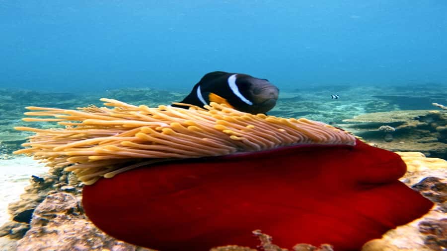 5 Islands All-Inclusive Speedboat w/Snorkeling Sea Turtle - Ile aux Aigrettes Leads Into the Open Bar