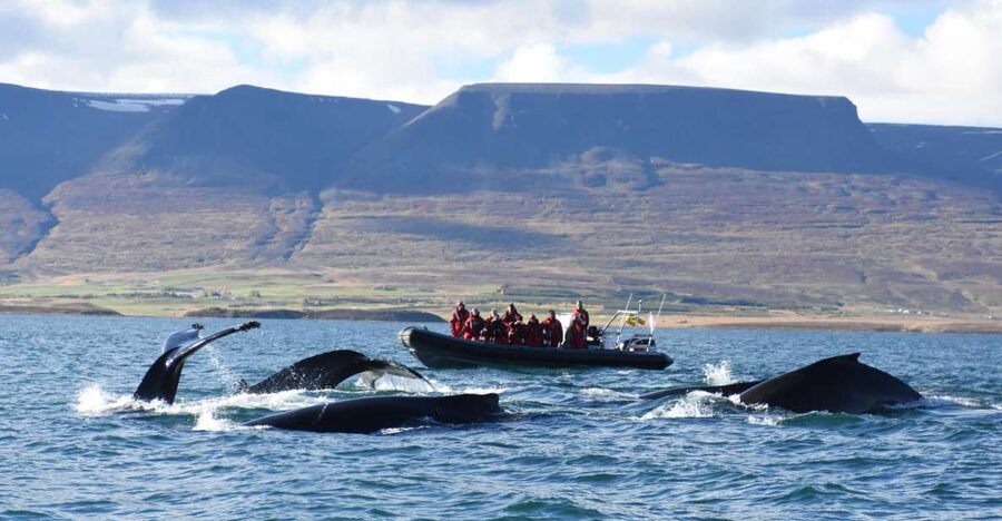 Akureyri: 2-Hour Whale Watching Express by RIB Speedboat - Key points at a glance