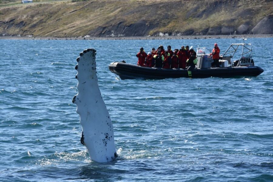 Akureyri: 2-Hour Whale Watching Express by RIB Speedboat - Who should book this experience?