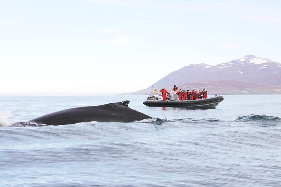 Akureyri: 2-Hour Whale Watching Express by RIB Speedboat - Getting dressed for the northern ocean