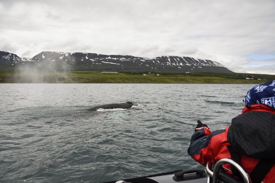Akureyri: 2-Hour Whale Watching Express by RIB Speedboat - The first run across Eyjafjord