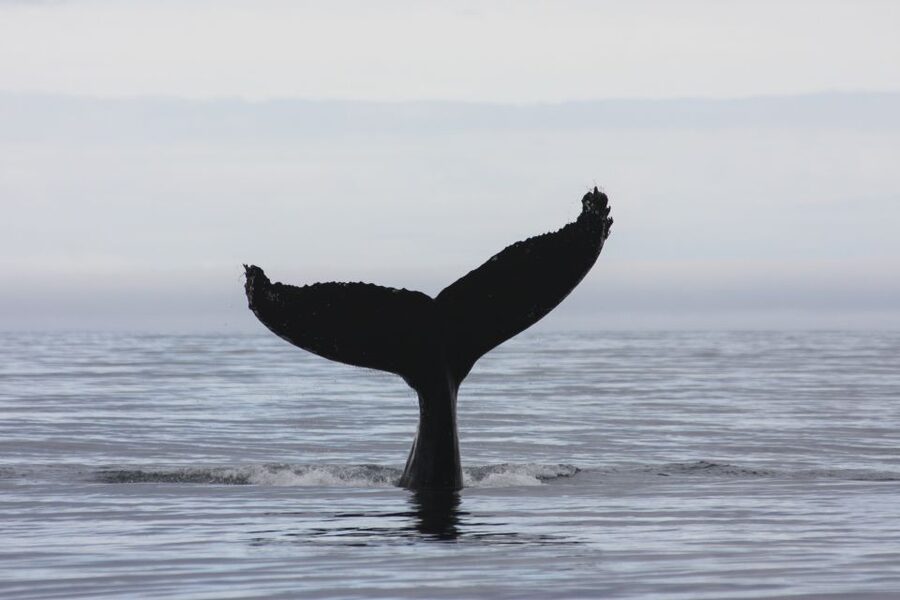 Akureyri: 2-Hour Whale Watching Express by RIB Speedboat - The waterfall on the way back