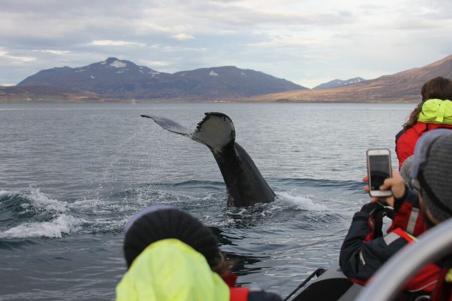 Akureyri: 2-Hour Whale Watching Express by RIB Speedboat - Meeting at Oddeyrarbót beside Hof