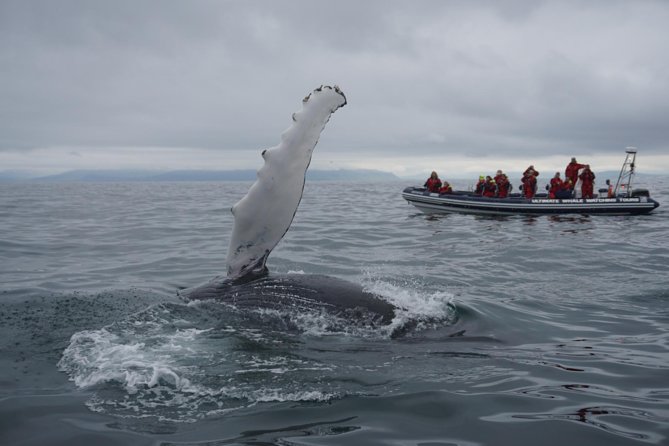 Akureyri Express Whale Watching by RIB boat - The RIB ride is part of the attraction