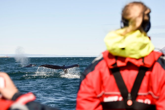 Akureyri Express Whale Watching by RIB boat - Searching for whales in the fjord