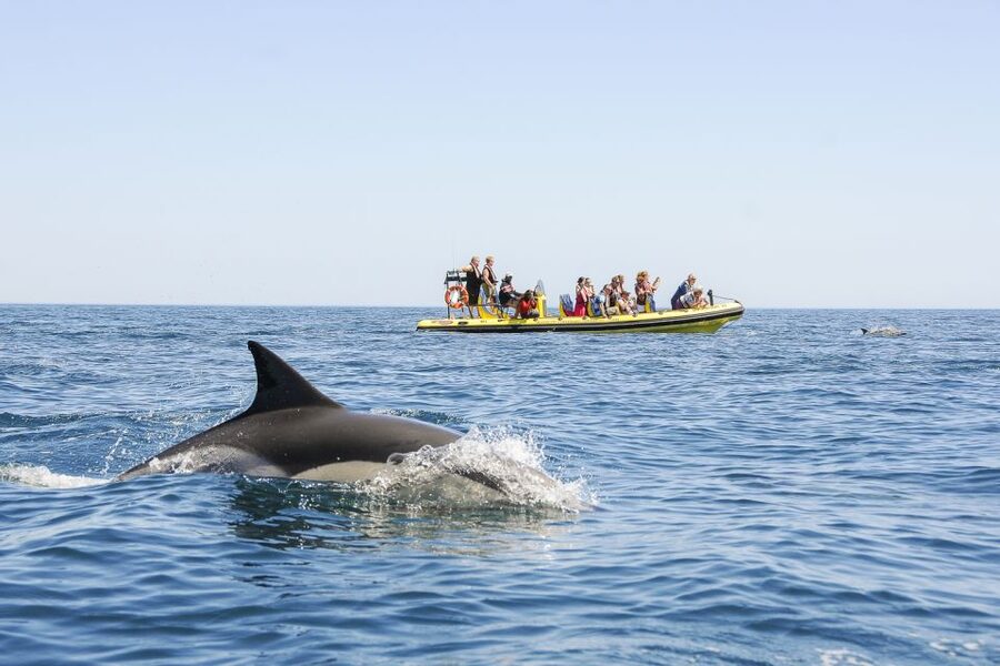 Albufeira: Benagil Caves & Dolphin Watching Speed Boat Tour - A short swim, only when the sea allows