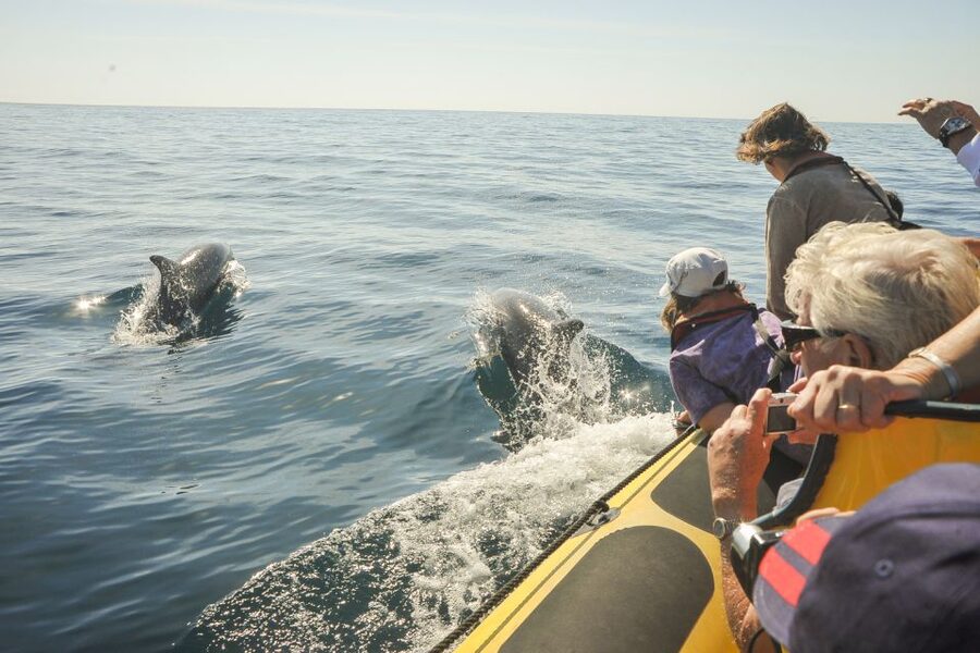 Albufeira: Benagil Caves & Dolphin Watching Speed Boat Tour - Dolphin watching in the wild