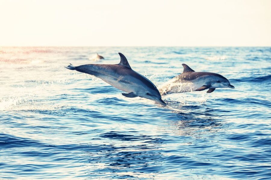 Albufeira: Benagil Caves & Dolphin Watching Speed Boat Tour - What the crew adds to the ride
