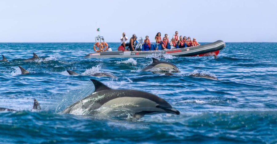 Albufeira: Dolphins & Benagil Caves RIB Tour - Benagil Cave from the water