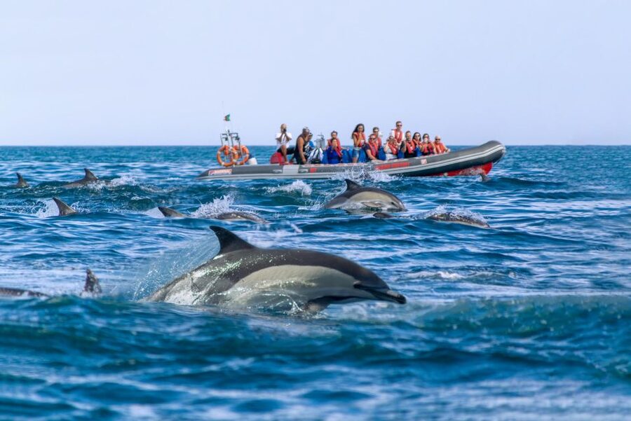 Albufeira: Dolphins & Benagil Caves RIB Tour - What $34 buys you in practical terms