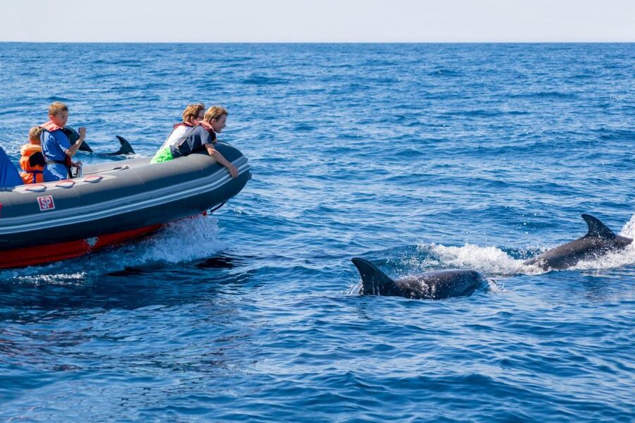 Albufeira: Dolphins & Benagil Caves RIB Tour - The best time and the clothing you need