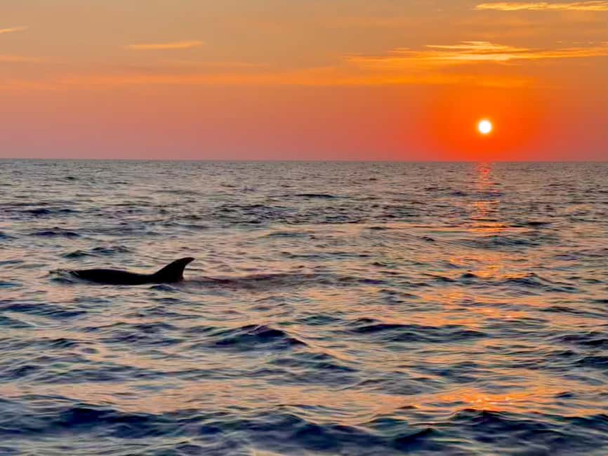 Alcudia: Dolphin Watching at Sunrise with Speedboat - Reaching the dolphin area after 30 minutes