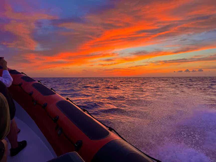 Alcudia: Dolphin Watching at Sunrise with Speedboat - What the $70 price really covers