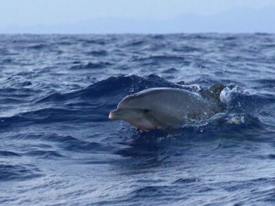 Dolphin Watching at Sunrise with Speedboat