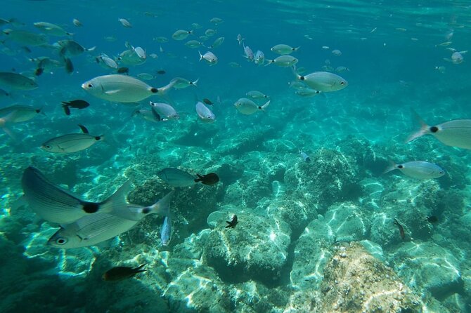 Alghero: snorkeling RIB tour in Porto Conte and Capo Caccia - A small RIB changes the feel of the trip