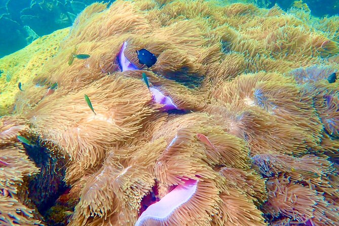 Amazing private snorkeling tour in An Thoi islands by speed boat - The boat question: private speedboat or larger craft
