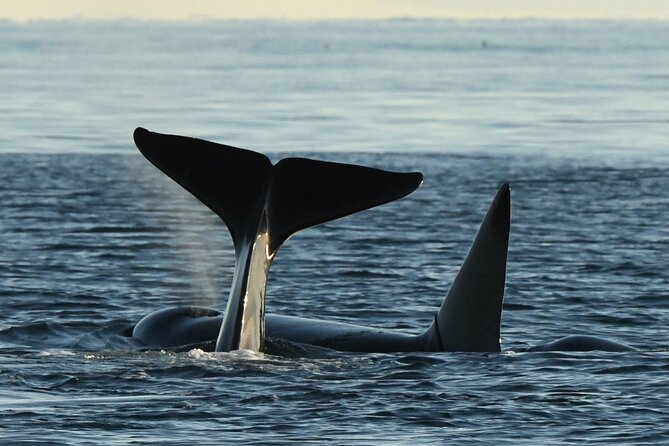 Anacortes Whale Watching Adventure Tour - Zodiac Boat - Key points to know before you book