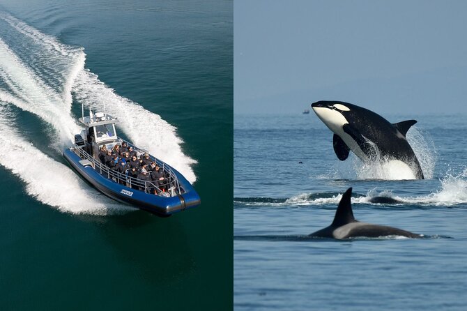 Anacortes Whale Watching Adventure Tour - Zodiac Boat - What the Zodiac ride feels like