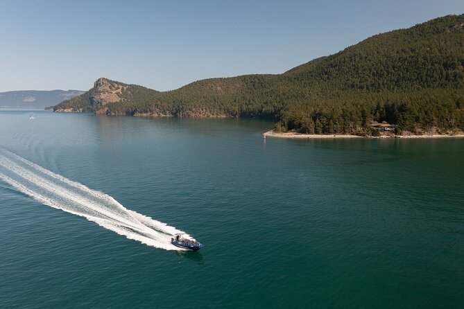 Anacortes Whale Watching Adventure Tour - Zodiac Boat - A full cast of Salish Sea wildlife