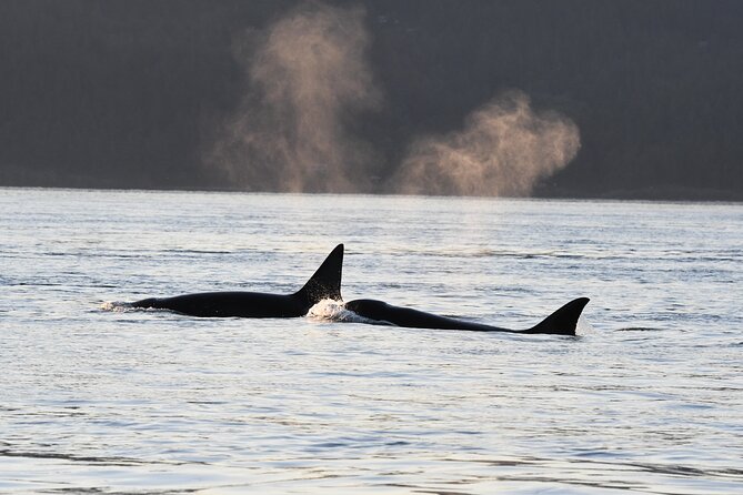 Anacortes Whale Watching Adventure Tour - Zodiac Boat - Who should book this Anacortes tour?
