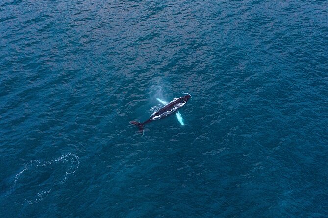 Big Whales & Puffins RIB boat tour from Húsavík - Húsavík is the real starting point