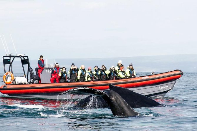 Big Whales & Puffins RIB boat tour from Húsavík - Getting ready before departure