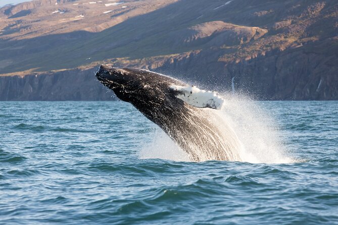 Big Whales & Puffins RIB boat tour from Húsavík - Sailing into Skjálfandi Bay