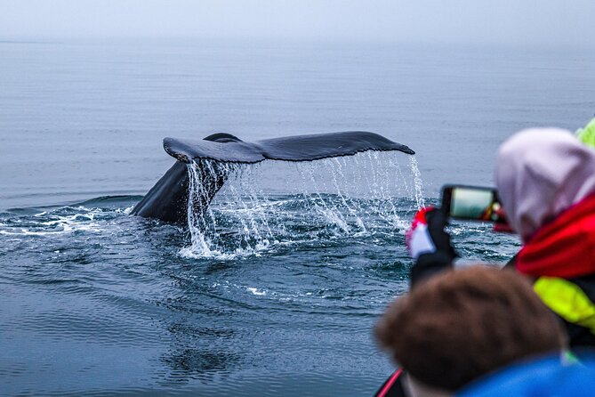Big Whales & Puffins RIB boat tour from Húsavík - Lundey, the puffin island