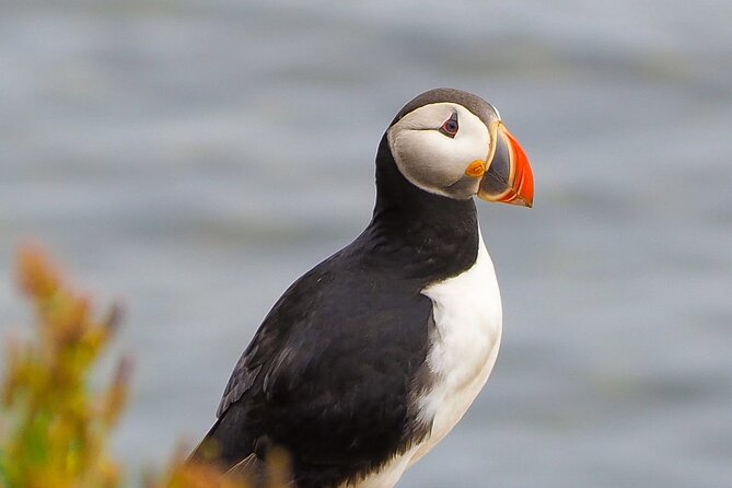 Big Whales & Puffins RIB boat tour from Húsavík - Tjörnes and its ancient fossil layers