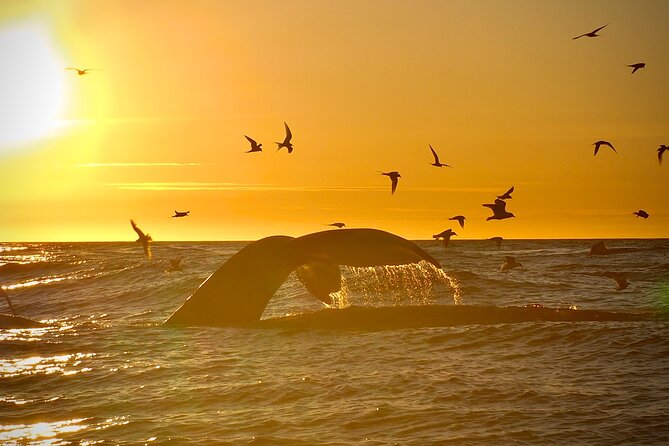 Big Whales & Puffins RIB boat tour from Húsavík - How close do you get to the whales?