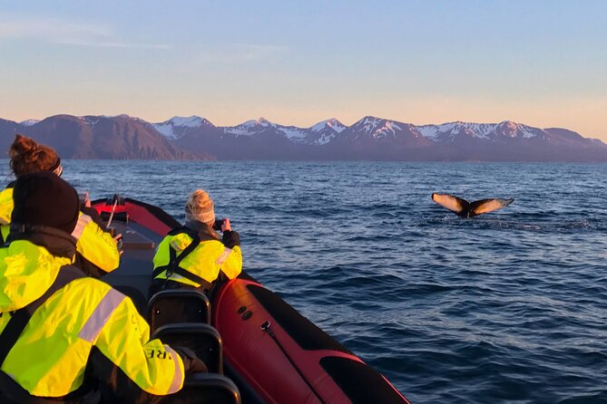 Big Whales & Puffins RIB boat tour from Húsavík - The guide and captain make a difference